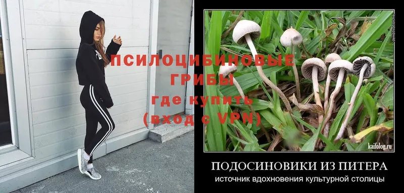 Галлюциногенные грибы Psilocybe  цена наркотик  Вичуга 